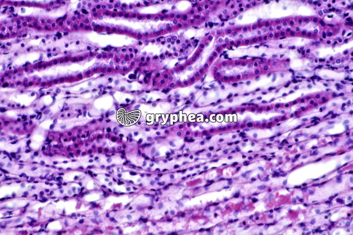 Rein de Rat x100 - gryphea.com